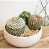 image:imageAltman Plants Assorted Cactus Plants Live Plants 6PK Cactus Plant Live Succulents Plants Live Cactus Decor Indoor Plants Live House Plants in Cactus Soil Live Cacti Plants Live Succulent Plants