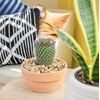 image:imageAltman Plants Assorted Cactus Plants Live Plants 6PK Cactus Plant Live Succulents Plants Live Cactus Decor Indoor Plants Live House Plants in Cactus Soil Live Cacti Plants Live Succulent Plants