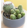 image:imageAltman Plants Assorted Cactus Plants Live Plants 6PK Cactus Plant Live Succulents Plants Live Cactus Decor Indoor Plants Live House Plants in Cactus Soil Live Cacti Plants Live Succulent Plants
