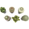 image:imageAltman Plants Assorted Cactus Plants Live Plants 6PK Cactus Plant Live Succulents Plants Live Cactus Decor Indoor Plants Live House Plants in Cactus Soil Live Cacti Plants Live Succulent Plants