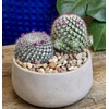 image:imageAltman Plants Assorted Cactus Plants Live Plants 6PK Cactus Plant Live Succulents Plants Live Cactus Decor Indoor Plants Live House Plants in Cactus Soil Live Cacti Plants Live Succulent Plants