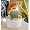 image:imageAltman Plants Assorted Cactus Plants Live Plants 6PK Cactus Plant Live Succulents Plants Live Cactus Decor Indoor Plants Live House Plants in Cactus Soil Live Cacti Plants Live Succulent Plants