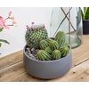 image:imageAltman Plants Assorted Cactus Plants Live Plants 6PK Cactus Plant Live Succulents Plants Live Cactus Decor Indoor Plants Live House Plants in Cactus Soil Live Cacti Plants Live Succulent Plants