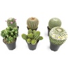 image:imageAltman Plants Assorted Cactus Plants Live Plants 6PK Cactus Plant Live Succulents Plants Live Cactus Decor Indoor Plants Live House Plants in Cactus Soil Live Cacti Plants Live Succulent Plants