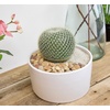 image:imageAltman Plants Assorted Cactus Plants Live Plants 6PK Cactus Plant Live Succulents Plants Live Cactus Decor Indoor Plants Live House Plants in Cactus Soil Live Cacti Plants Live Succulent Plants