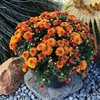 image:imageAltman Plants Bronze Chrysanthemum Plant in 1 Gal Grower Pot Garden Mum Flowering Plants Outdoor Plants Live Mums Real Outdoor Plants Patio or Porch Flowers for Fall Easy Care