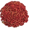 image:imageAltman Plants Bronze Chrysanthemum Plant in 1 Gal Grower Pot Garden Mum Flowering Plants Outdoor Plants Live Mums Real Outdoor Plants Patio or Porch Flowers for Fall Easy Care