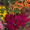 image:imageAltman Plants Bronze Chrysanthemum Plants Live Mums Plant 4PK in 1 Quart Pots Outside Garden Flowers for Fall Outdoor Flowering Hardy Mum Outdoor Plant Pack Easy Care