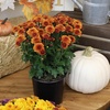 image:imageAltman Plants Bronze Chrysanthemum Plants Live Mums Plant 4PK in 1 Quart Pots Outside Garden Flowers for Fall Outdoor Flowering Hardy Mum Outdoor Plant Pack Easy Care