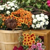 image:imageAltman Plants Bronze Chrysanthemum Plants Live Mums Plant 4PK in 1 Quart Pots Outside Garden Flowers for Fall Outdoor Flowering Hardy Mum Outdoor Plant Pack Easy Care
