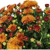image:imageAltman Plants Bronze Chrysanthemum Plants Live Mums Plant 4PK in 1 Quart Pots Outside Garden Flowers for Fall Outdoor Flowering Hardy Mum Outdoor Plant Pack Easy Care