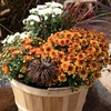 image:imageAltman Plants Bronze Chrysanthemum Plants Live Mums Plant 4PK in 1 Quart Pots Outside Garden Flowers for Fall Outdoor Flowering Hardy Mum Outdoor Plant Pack Easy Care