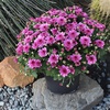 image:imageAltman Plants Pink Chrysanthemum Plant in 1 Gal Grower Pot Garden Mum Flowering Plants Outdoor Plants Live Mums Real Outdoor Plants Patio or Porch Flowers for Fall Easy Care