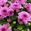 image:imageAltman Plants Pink Chrysanthemum Plant in 1 Gal Grower Pot Garden Mum Flowering Plants Outdoor Plants Live Mums Real Outdoor Plants Patio or Porch Flowers for Fall Easy Care