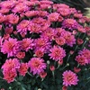 image:imageAltman Plants Pink Chrysanthemum Plant in 1 Gal Grower Pot Garden Mum Flowering Plants Outdoor Plants Live Mums Real Outdoor Plants Patio or Porch Flowers for Fall Easy Care