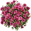 image:imageAltman Plants Pink Chrysanthemum Plant in 1 Gal Grower Pot Garden Mum Flowering Plants Outdoor Plants Live Mums Real Outdoor Plants Patio or Porch Flowers for Fall Easy Care