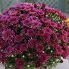 image:imageAltman Plants Purple Chrysanthemum Plant in 1 Gal Grower Pot Garden Mum Flowering Plants Outdoor Plants Live Mums Real Outdoor Plants Patio or Porch Flowers for Fall Easy Care
