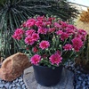 image:imageAltman Plants Purple Chrysanthemum Plant in 1 Gal Grower Pot Garden Mum Flowering Plants Outdoor Plants Live Mums Real Outdoor Plants Patio or Porch Flowers for Fall Easy Care