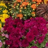 image:imageAltman Plants Purple Chrysanthemum Plant in 1 Gal Grower Pot Garden Mum Flowering Plants Outdoor Plants Live Mums Real Outdoor Plants Patio or Porch Flowers for Fall Easy Care