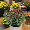 image:imageAltman Plants Red Chrysanthemum Plant in 1 Gal Grower Pot Garden Mum Flowering Plants Outdoor Plants Live Mums Real Outdoor Plants Patio or Porch Flowers for Fall Easy Care
