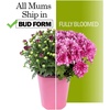 image:imageAltman Plants Red Chrysanthemum Plant in 1 Gal Grower Pot Garden Mum Flowering Plants Outdoor Plants Live Mums Real Outdoor Plants Patio or Porch Flowers for Fall Easy Care
