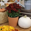 image:imageAltman Plants Red Chrysanthemum Plants Live Mums Plant 4PK in 1 Quart Pots Outside Garden Flowers for Fall Outdoor Flowering Hardy Mum Outdoor Plant Pack Easy Care