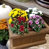 image:imageAltman Plants Red Chrysanthemum Plants Live Mums Plant 4PK in 1 Quart Pots Outside Garden Flowers for Fall Outdoor Flowering Hardy Mum Outdoor Plant Pack Easy Care