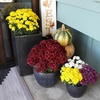 image:imageAltman Plants Red Chrysanthemum Plants Live Mums Plant 4PK in 1 Quart Pots Outside Garden Flowers for Fall Outdoor Flowering Hardy Mum Outdoor Plant Pack Easy Care