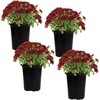 image:imageAltman Plants Red Chrysanthemum Plants Live Mums Plant 4PK in 1 Quart Pots Outside Garden Flowers for Fall Outdoor Flowering Hardy Mum Outdoor Plant Pack Easy Care