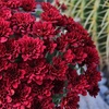 image:imageAltman Plants Red Chrysanthemum Plants Live Mums Plant 4PK in 1 Quart Pots Outside Garden Flowers for Fall Outdoor Flowering Hardy Mum Outdoor Plant Pack Easy Care