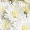 image:imageAltman Plants White Chrysanthemum Plant in 1 Gal Grower Pot Garden Mum Flowering Plants Outdoor Plants Live Mums Real Outdoor Plants Patio or Porch Flowers for Fall Easy Care