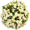 image:imageAltman Plants White Chrysanthemum Plant in 1 Gal Grower Pot Garden Mum Flowering Plants Outdoor Plants Live Mums Real Outdoor Plants Patio or Porch Flowers for Fall Easy Care