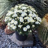 image:imageAltman Plants White Chrysanthemum Plant in 1 Gal Grower Pot Garden Mum Flowering Plants Outdoor Plants Live Mums Real Outdoor Plants Patio or Porch Flowers for Fall Easy Care
