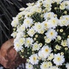 image:imageAltman Plants White Chrysanthemum Plant in 1 Gal Grower Pot Garden Mum Flowering Plants Outdoor Plants Live Mums Real Outdoor Plants Patio or Porch Flowers for Fall Easy Care