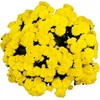image:imageAltman Plants Yellow Chrysanthemum Plant in 1 Gal Grower Pot Garden Mum Flowering Plants Outdoor Plants Live Mums Real Outdoor Plants Patio or Porch Flowers for Fall Easy Care