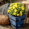 image:imageAltman Plants Yellow Chrysanthemum Plant in 1 Gal Grower Pot Garden Mum Flowering Plants Outdoor Plants Live Mums Real Outdoor Plants Patio or Porch Flowers for Fall Easy Care