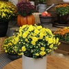 image:imageAltman Plants Yellow Chrysanthemum Plant in 1 Gal Grower Pot Garden Mum Flowering Plants Outdoor Plants Live Mums Real Outdoor Plants Patio or Porch Flowers for Fall Easy Care