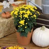 image:imageAltman Plants Yellow Chrysanthemum Plants Live Mums Plant 4PK in 1 Quart Pots Outside Garden Flowers for Fall Outdoor Flowering Hardy Mum Outdoor Plant Pack Easy Care