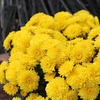 image:imageAltman Plants Yellow Chrysanthemum Plants Live Mums Plant 4PK in 1 Quart Pots Outside Garden Flowers for Fall Outdoor Flowering Hardy Mum Outdoor Plant Pack Easy Care
