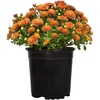 image:imageAltman Plants Bronze Chrysanthemum Plant in 1 Gal Grower Pot Garden Mum Flowering Plants Outdoor Plants Live Mums Real Outdoor Plants Patio or Porch Flowers for Fall Easy Care
