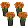 image:imageAltman Plants Bronze Chrysanthemum Plants Live Mums Plant 4PK in 1 Quart Pots Outside Garden Flowers for Fall Outdoor Flowering Hardy Mum Outdoor Plant Pack Easy Care