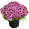 image:imageAltman Plants Pink Chrysanthemum Plant in 1 Gal Grower Pot Garden Mum Flowering Plants Outdoor Plants Live Mums Real Outdoor Plants Patio or Porch Flowers for Fall Easy Care