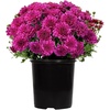 image:imageAltman Plants Purple Chrysanthemum Plant in 1 Gal Grower Pot Garden Mum Flowering Plants Outdoor Plants Live Mums Real Outdoor Plants Patio or Porch Flowers for Fall Easy Care