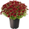image:imageAltman Plants Red Chrysanthemum Plant in 1 Gal Grower Pot Garden Mum Flowering Plants Outdoor Plants Live Mums Real Outdoor Plants Patio or Porch Flowers for Fall Easy Care