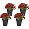 image:imageAltman Plants Red Chrysanthemum Plants Live Mums Plant 4PK in 1 Quart Pots Outside Garden Flowers for Fall Outdoor Flowering Hardy Mum Outdoor Plant Pack Easy Care
