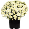 image:imageAltman Plants White Chrysanthemum Plant in 1 Gal Grower Pot Garden Mum Flowering Plants Outdoor Plants Live Mums Real Outdoor Plants Patio or Porch Flowers for Fall Easy Care