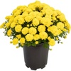 image:imageAltman Plants Yellow Chrysanthemum Plant in 1 Gal Grower Pot Garden Mum Flowering Plants Outdoor Plants Live Mums Real Outdoor Plants Patio or Porch Flowers for Fall Easy Care