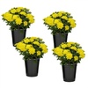 image:imageAltman Plants Yellow Chrysanthemum Plants Live Mums Plant 4PK in 1 Quart Pots Outside Garden Flowers for Fall Outdoor Flowering Hardy Mum Outdoor Plant Pack Easy Care