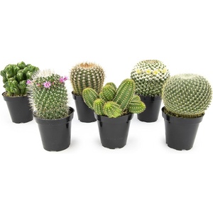 image:imageAltman Plants Assorted Cactus Plants Live Plants 6PK Cactus Plant Live Succulents Plants Live Cactus Decor Indoor Plants Live House Plants in Cactus Soil Live Cacti Plants Live Succulent Plants