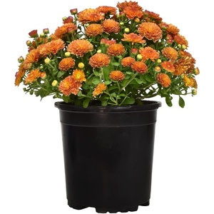 image:imageAltman Plants Bronze Chrysanthemum Plant in 1 Gal Grower Pot Garden Mum Flowering Plants Outdoor Plants Live Mums Real Outdoor Plants Patio or Porch Flowers for Fall Easy Care